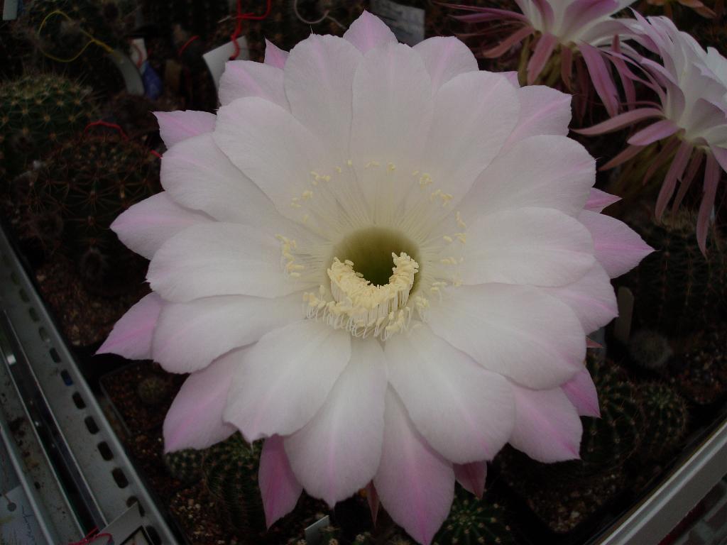Eigene Echinopsis/Anastasia 4.0.jpg